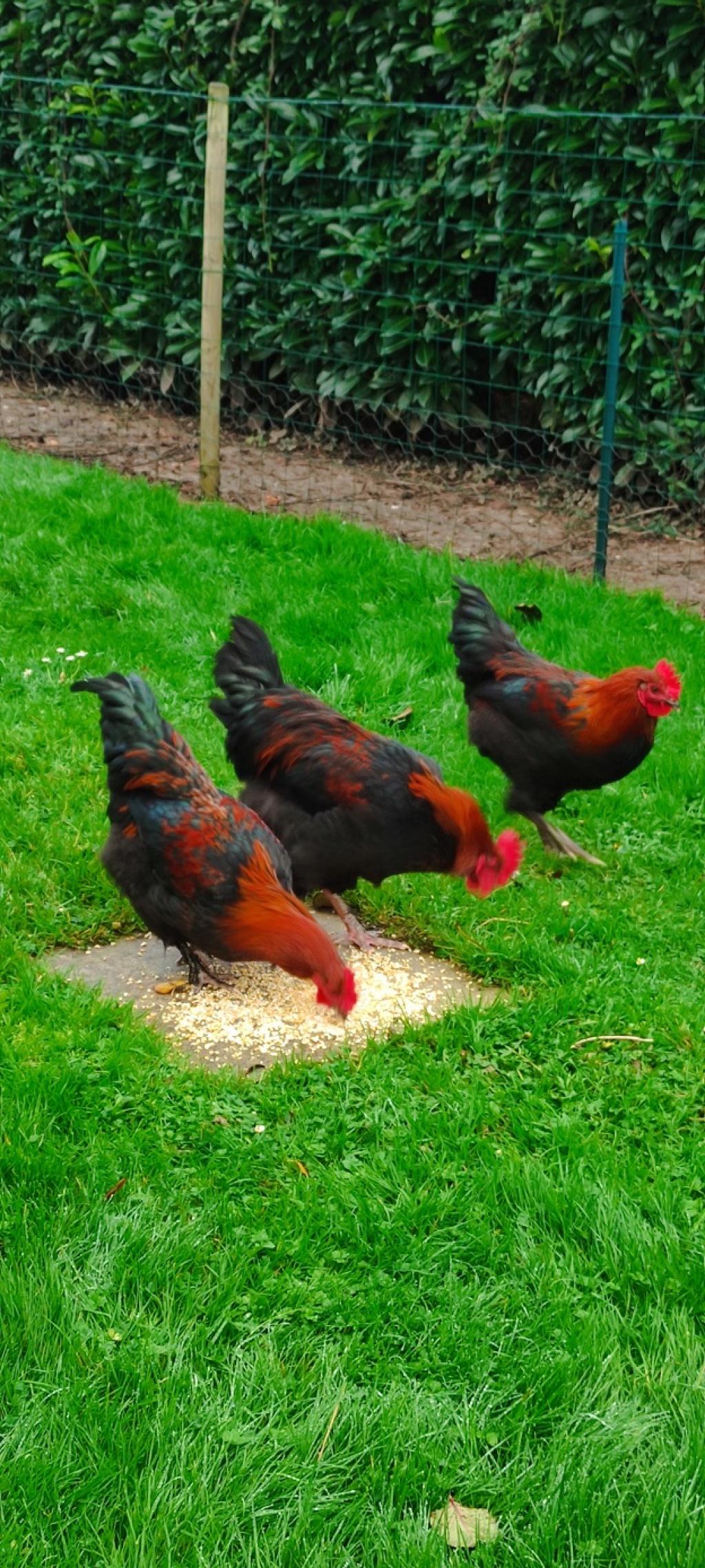 coq de marans