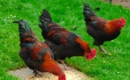 coq de marans