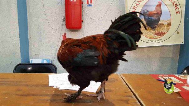 un coq marans noir à camail cuivré bien curieux