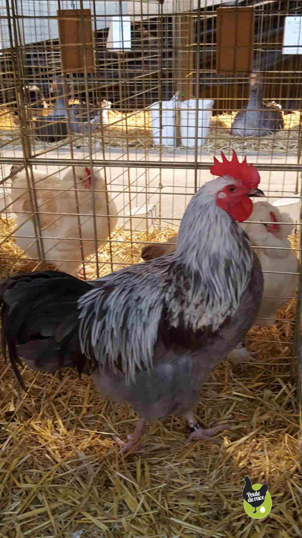Coq marans bleu à camail argenté variété en cours d'homologation Coq marans bleu à camail argenté variété en cours d'homologation