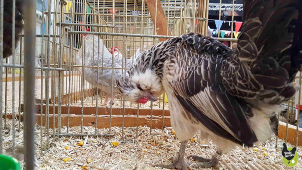poule barbue de watermael poule barbue de watermael