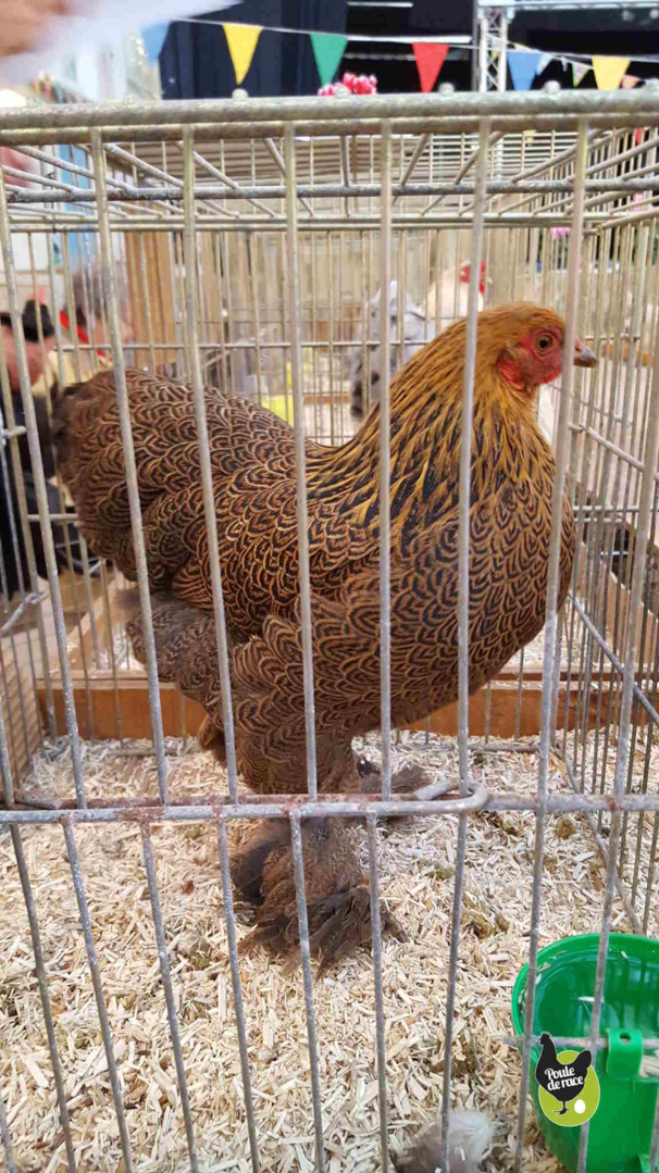 poule brahma perdrie naine poule brahma perdrie naine