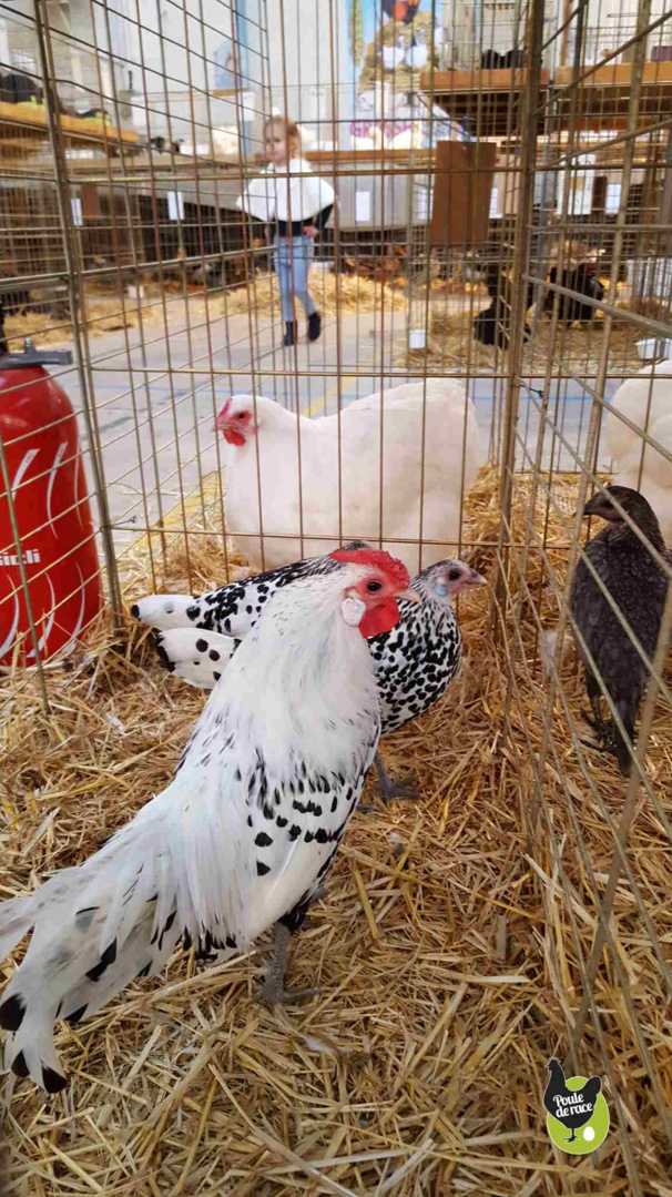 poule et coq hambourg argenté pailleté noir