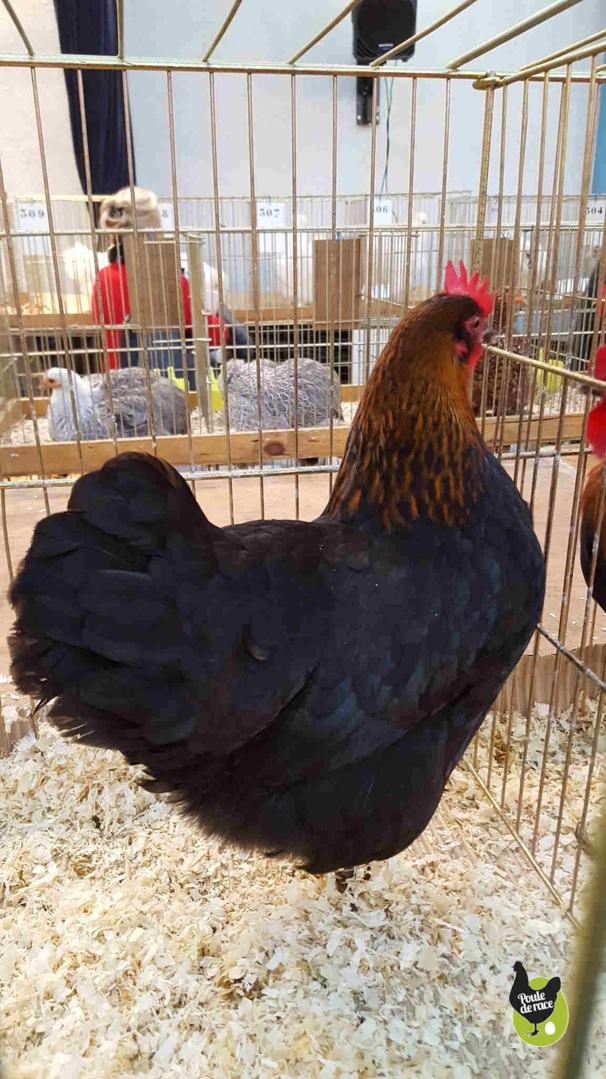 poule marans noir à camail cuivré naine