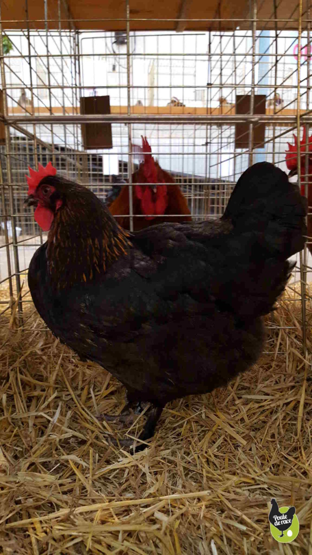 poule marans noir à camail cuivré vice championne régionale