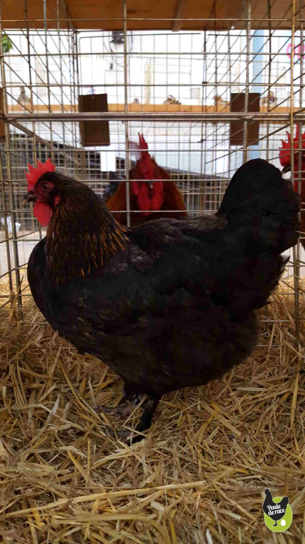 poule marans noir à camail cuivré vice championne régionale poule marans noir à camail cuivré vice championne régionale