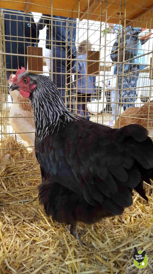 poule noir à camail argenté prix sujet méritant c'est la mienne !!