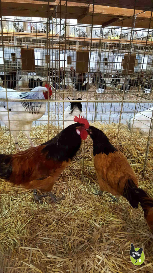coq et poule vorwerk coq et poule vorwerk