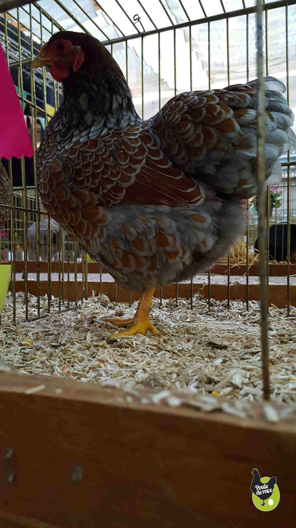 poule wyandotte doré liseré bleu naine poule wyandotte doré liseré bleu naine