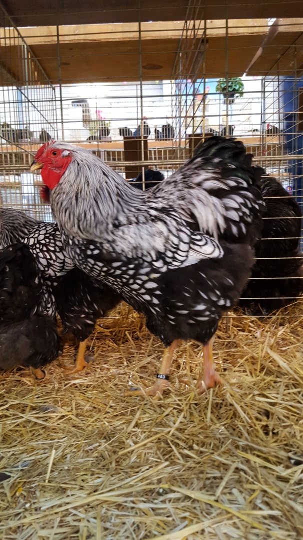 Coq wyandotte argenté Coq wyandotte argenté