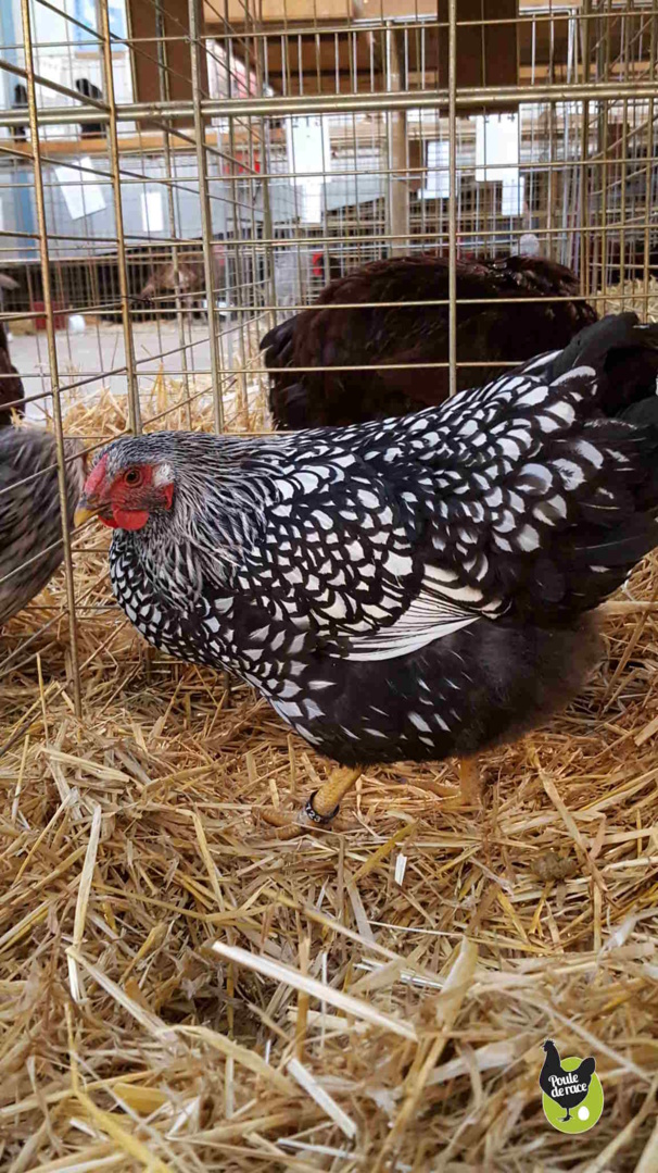 Poule Wyandotte argente Poule Wyandotte argente