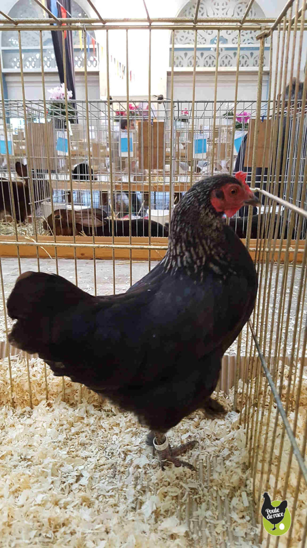 poule marans naine noir à camail argenté championne régionale poule marans naine noir à camail argenté championne régionale