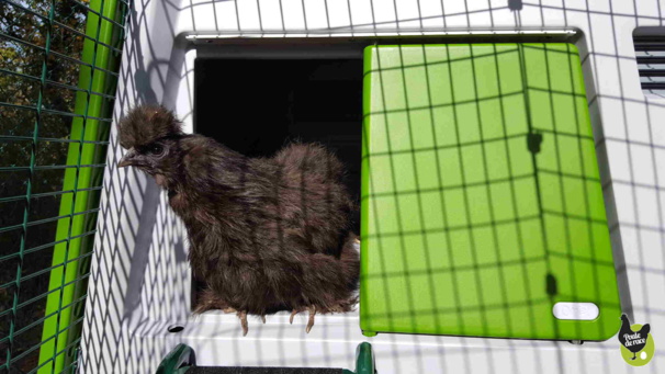 une porte permet de fermer le poulailler et de l'ouvrir le matin pour laisser les poules sortir une porte permet de fermer le poulailler et de l'ouvrir le matin pour laisser les poules sortir