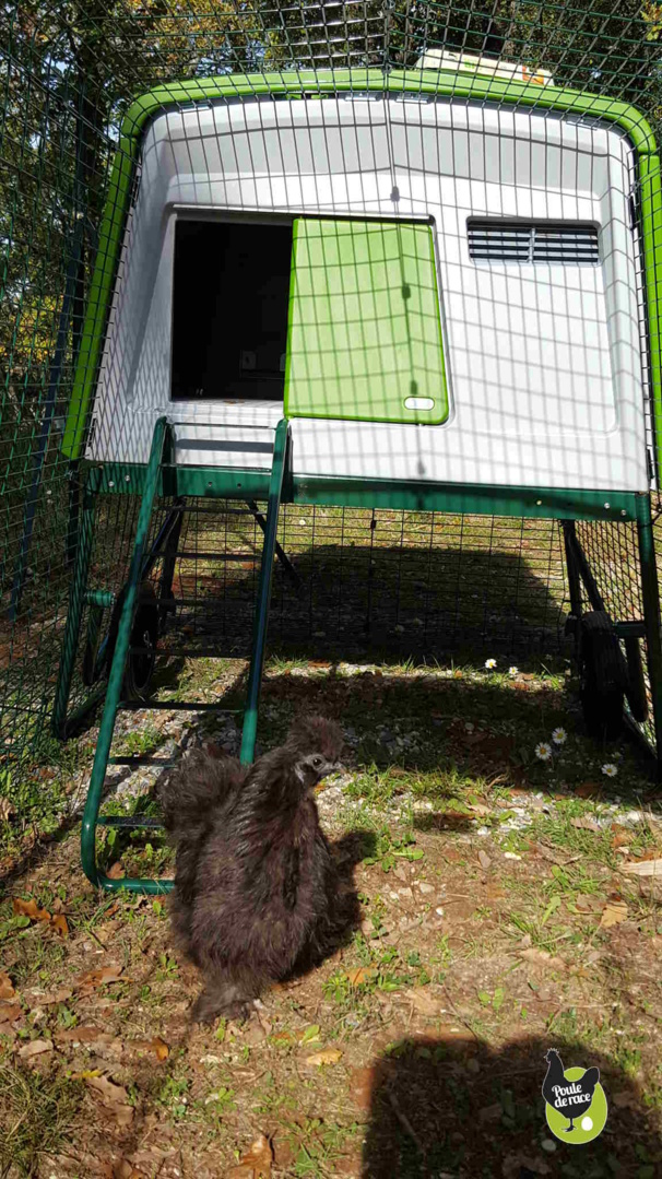 sous le poulailler un abris pour se proteger du soleil ou de la pluie