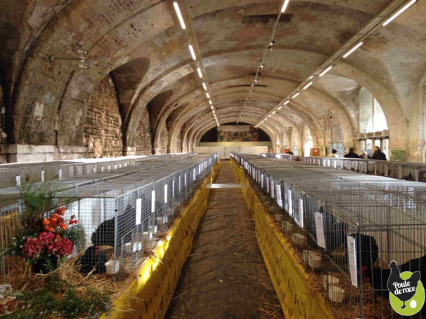 championnat de France du Marans club de France à Thouars championnat de France du Marans club de France à Thouars