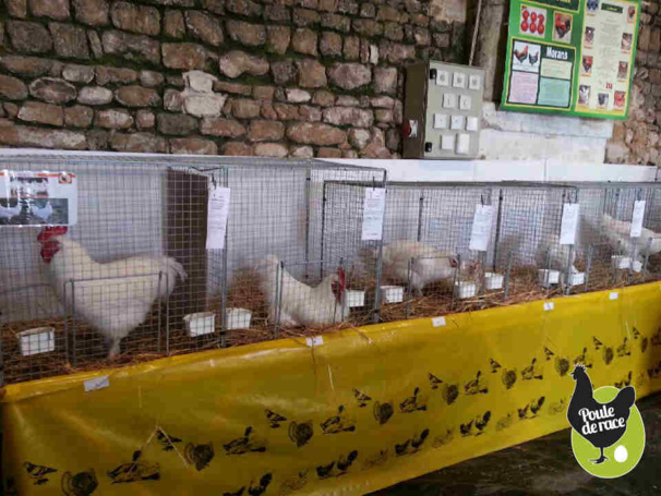 Marans blanche Marans blanche