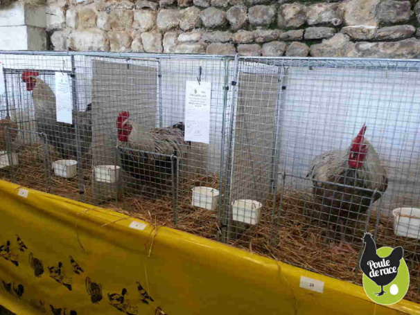 Marans bleu à camail argenté variété en cours d'homologation Marans bleu à camail argenté variété en cours d'homologation