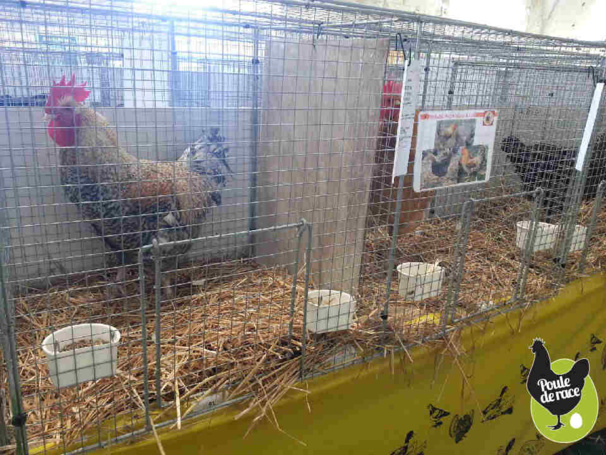 Marans coucou doré Marans coucou doré