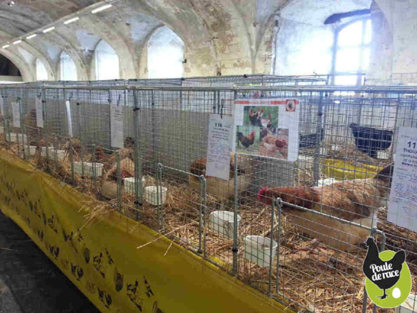 Marans froment Marans froment