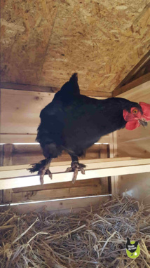 poulailler en bois poulailler en bois