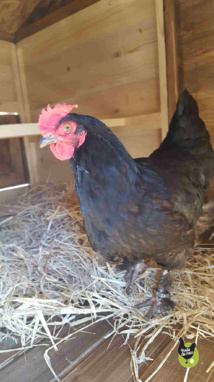 poulailler en bois poulailler en bois