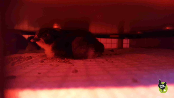 bien au chaud sous le plateau chauffant bien au chaud sous le plateau chauffant