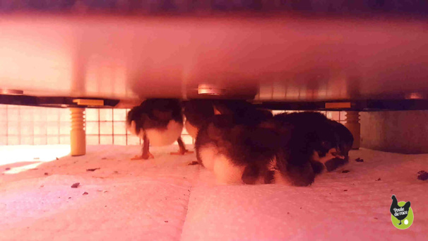 il vont recupérer pendant environ 24h il vont recupérer pendant environ 24h