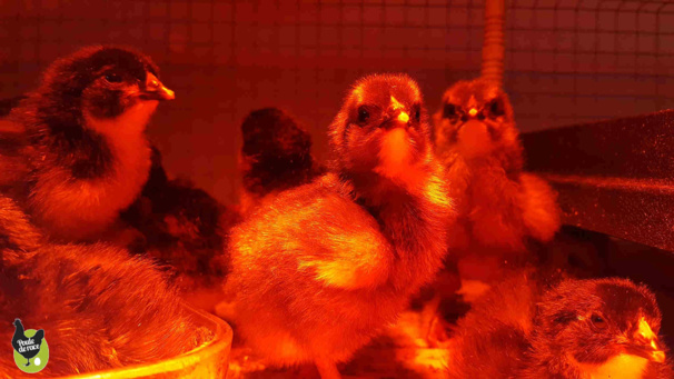 puis c'est la sortie du plateau chauffant puis c'est la sortie du plateau chauffant