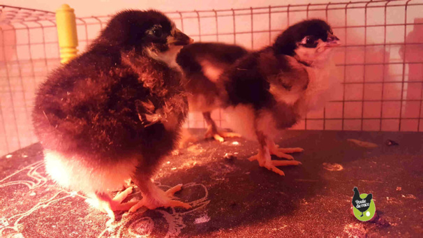 voir sur le plateau ! voir sur le plateau !