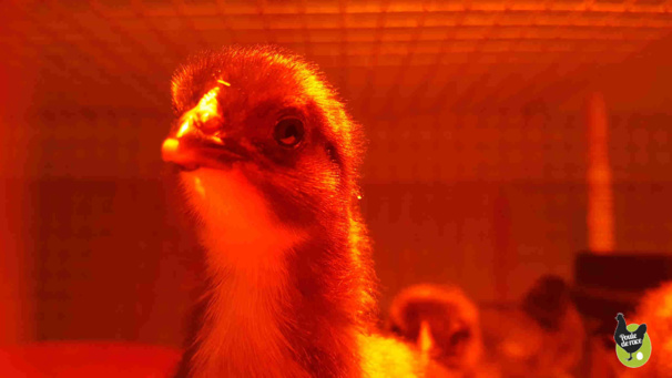 Photos de poussins Photos de poussins