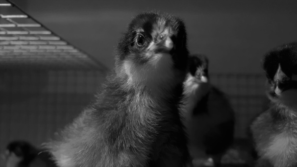 Photos de poussins Photos de poussins