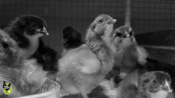 Photos de poussins Photos de poussins
