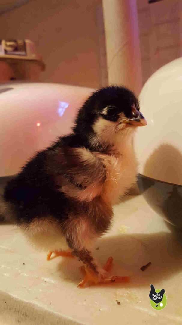 Photos de poussins Photos de poussins