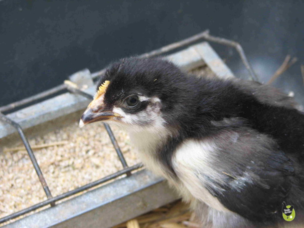 Photos de poussins Photos de poussins