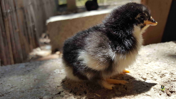 Photos de poussins Photos de poussins