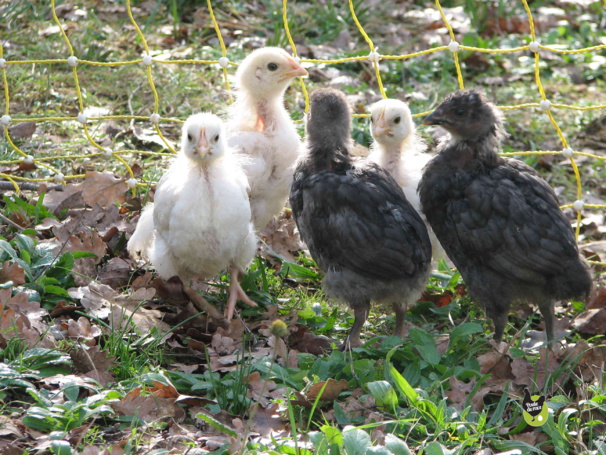 tres vite le duvet laisse la place aux plumes