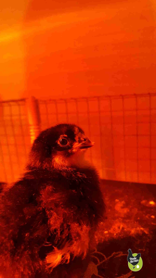 Photos de poussins Photos de poussins