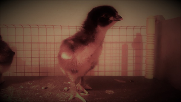 Photos de poussins Photos de poussins