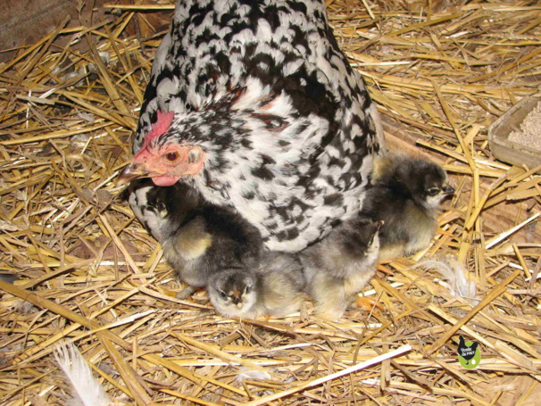 Photos de poussins Photos de poussins