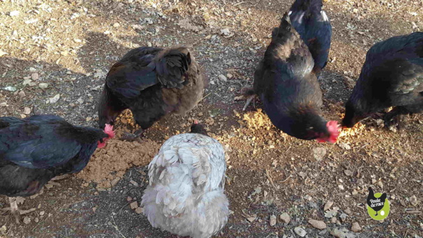 une pâtée pour poules