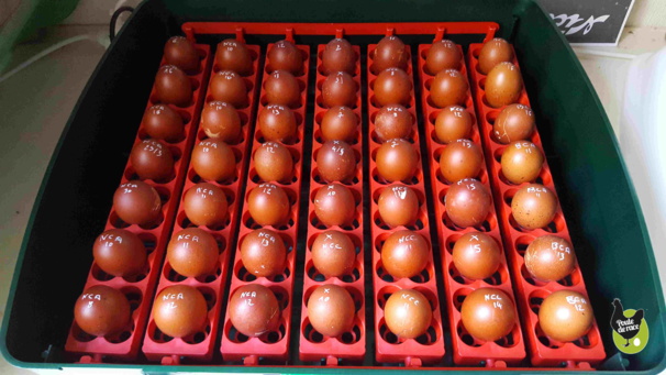 couveuse automatique ET49 couveuse automatique ET49