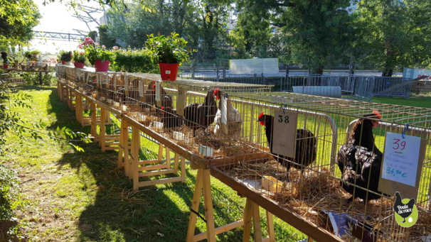 Printemps de la Marans 2017 Printemps de la Marans 2017