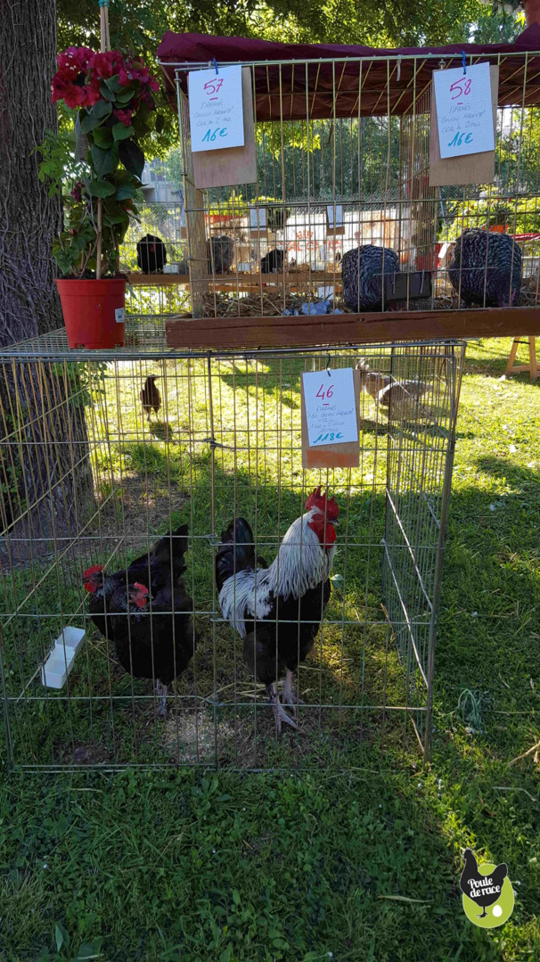 trio de Marans noir à camail argenté