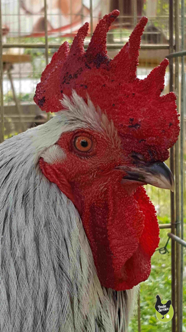 coq marans noir à camail argenté