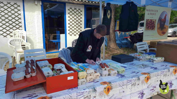 plus de 500 oeufs fécondés à la vente