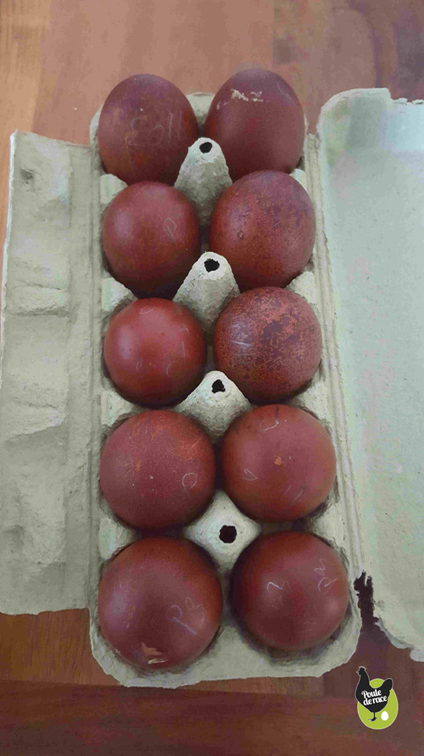 des oeufs fécondés de qualité des oeufs fécondés de qualité