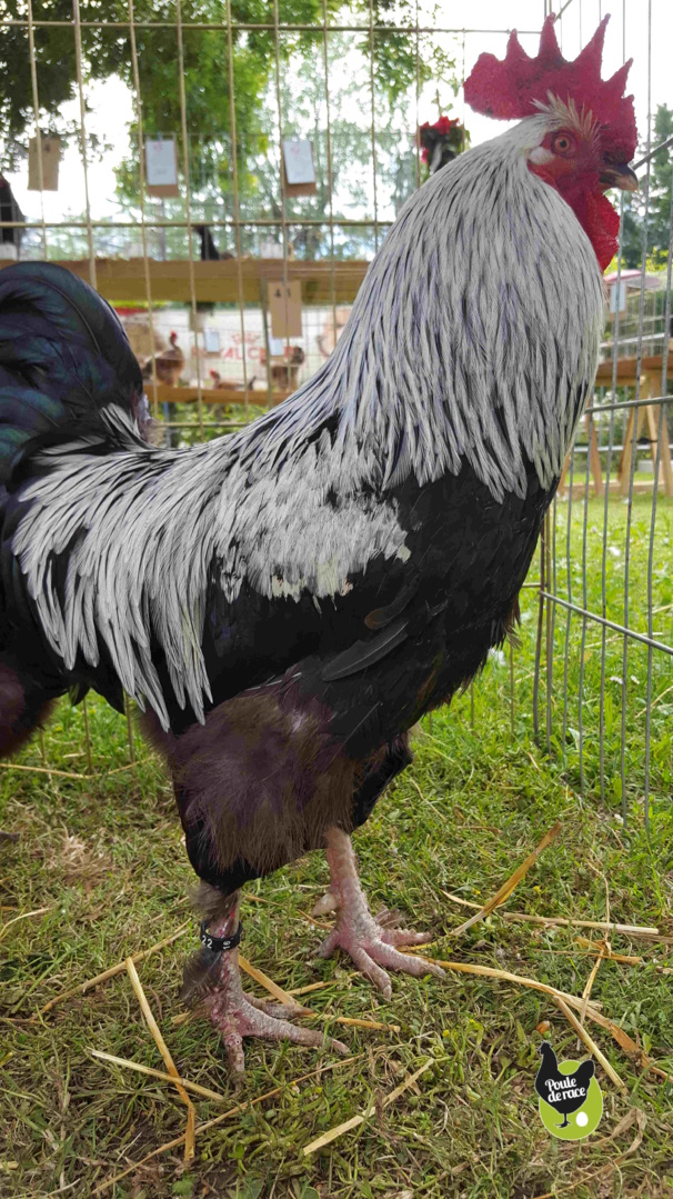 coq marans noir à camail argenté