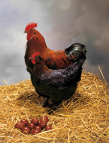 couple de marans noir cuivré photo MCF couple de marans noir cuivré photo MCF