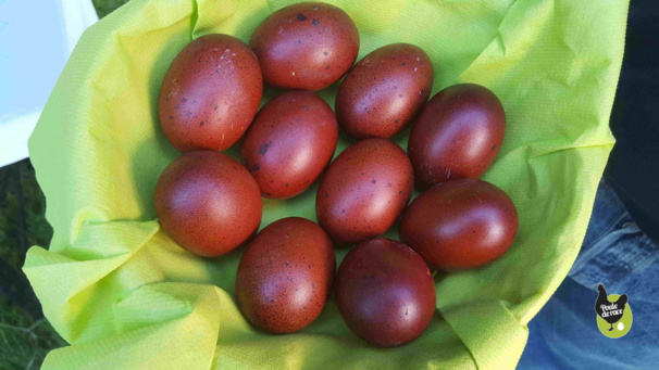 les oeufs qui ont gagné le concours les oeufs qui ont gagné le concours