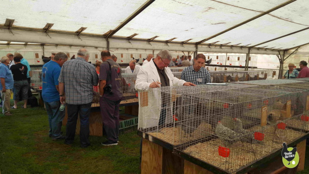 Journée de la poule de Marans en Belgique Journée de la poule de Marans en Belgique